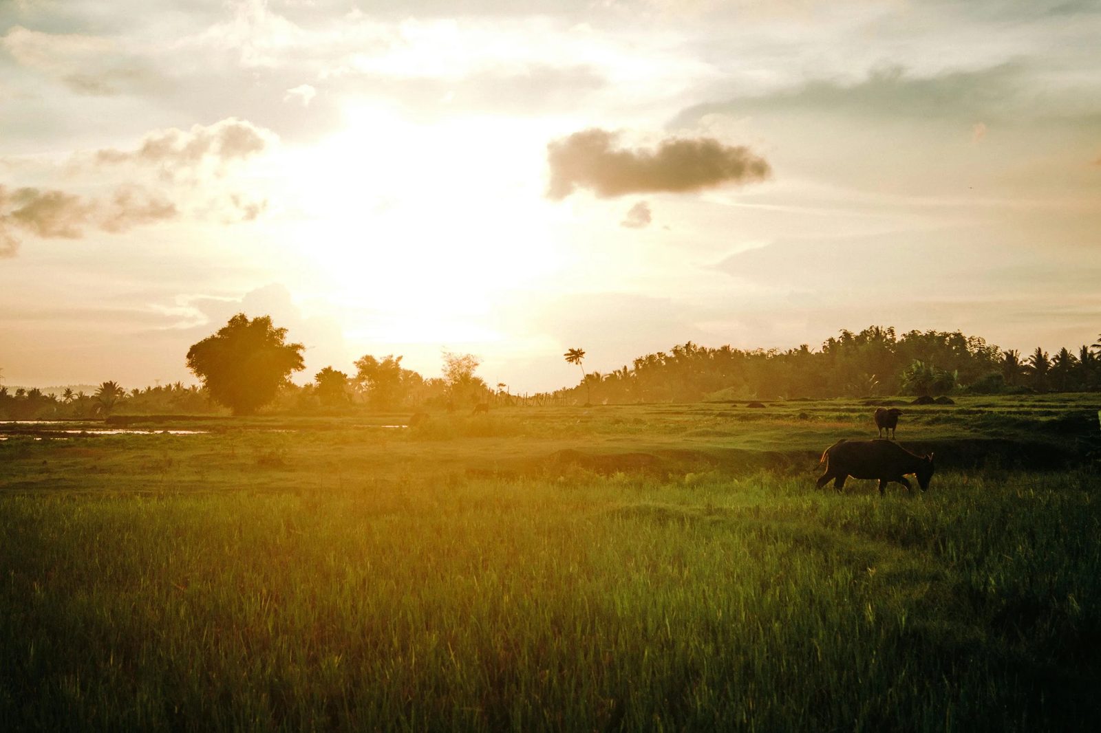 Rural landscape at sunset in Mindanao, Philippines